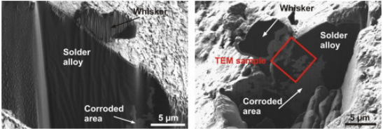 Tin Whisker Growth of SAC305 Solder Paste in Corrosive Environment